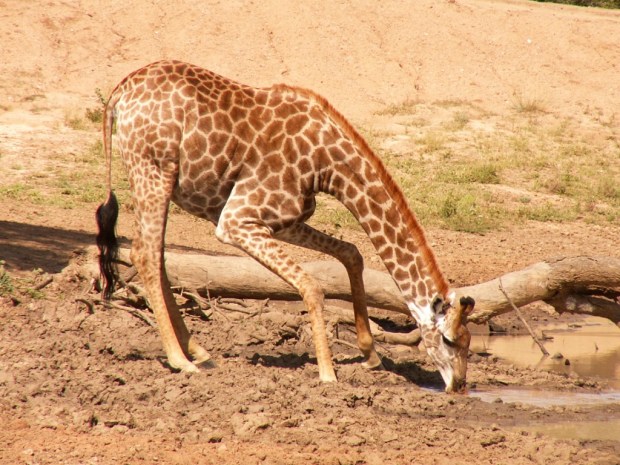 UNADJUSTEDNONRAW_thumb_5654