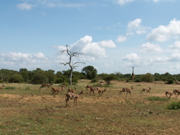 UNADJUSTEDNONRAW_thumb_565c