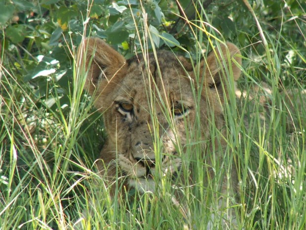 UNADJUSTEDNONRAW_thumb_5664