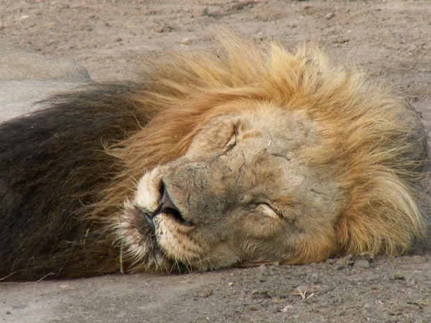 UNADJUSTEDNONRAW_thumb_5779