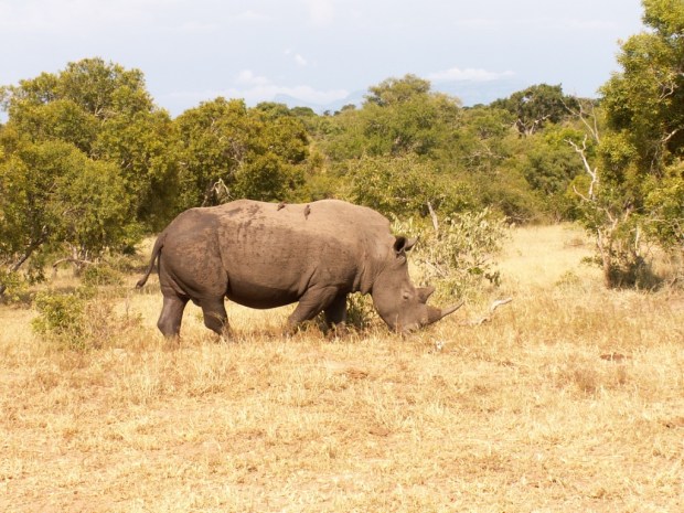 UNADJUSTEDNONRAW_thumb_578f