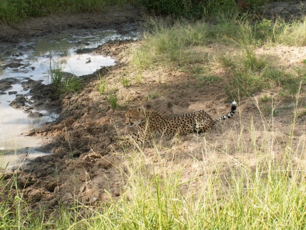 UNADJUSTEDNONRAW_thumb_579b