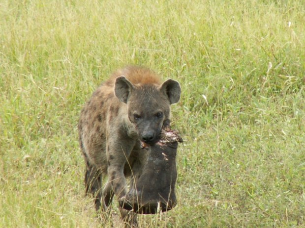 UNADJUSTEDNONRAW_thumb_582b