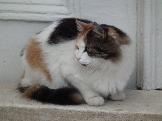 UNADJUSTEDNONRAW_thumb_3dea