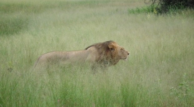 13131930065_dc4b5ba2ec_b