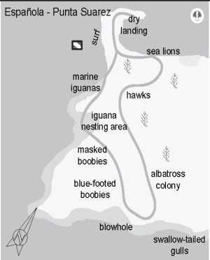 Espanola - Punta Suarez