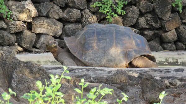 Galapagos - Février 2015 (1837)