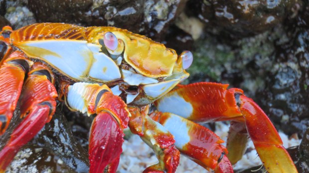 Galapagos - Février 2015 - Las Bachas (93)