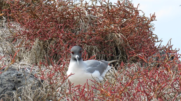 Galapagos - South Plaza - Février 2015 (9)