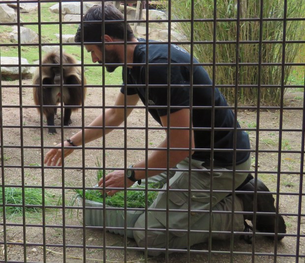 Zoo Amnéville géladas