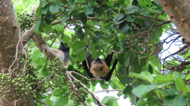 24515410514_394d0928bf_z