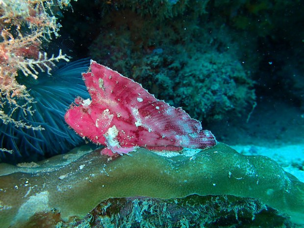 25052741851_0b6e48ddeb_z