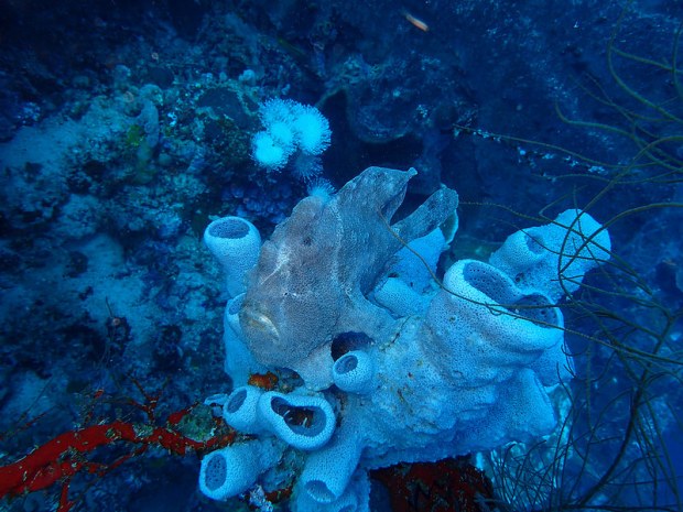 28315037243_3131f6ce9e_c