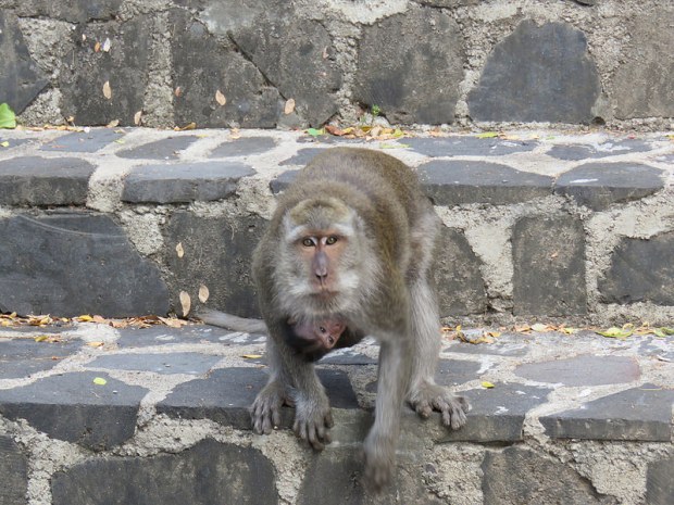 28642006980_9c21568981_c