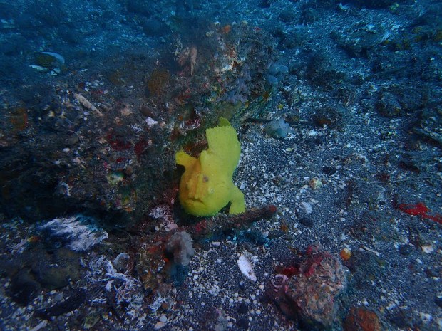 28733612590_360aa06bd8_c