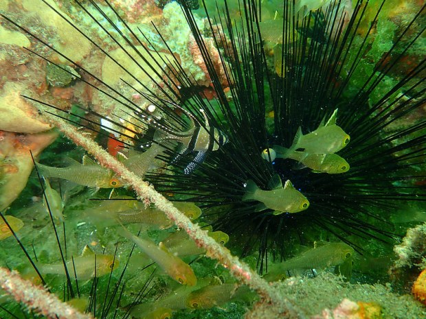 29212351326_f074c5f293_c