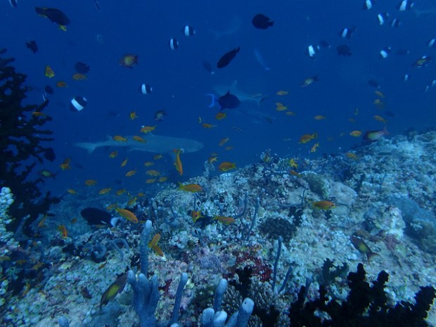 29841295344_d2e922e1af_z