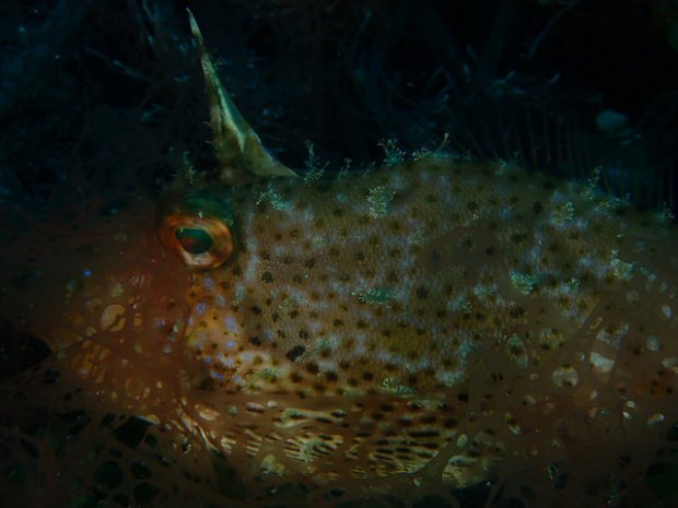 32274077853_2e0bbb4cd7_z