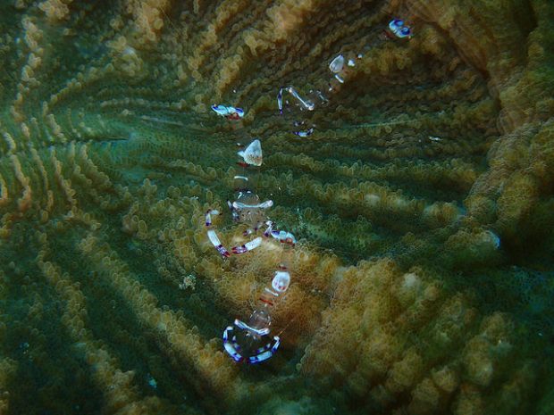 32707141470_bd5d2cc8cf_z