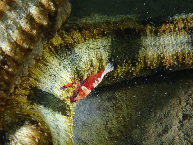 33071746912_a221a77ec5_z