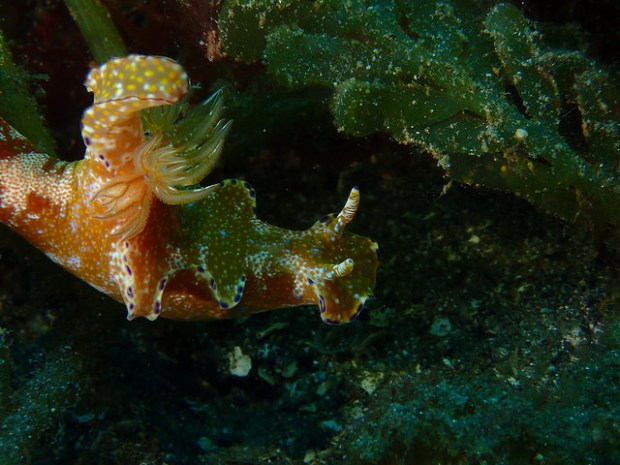 33227784085_2c8b447ee7_z