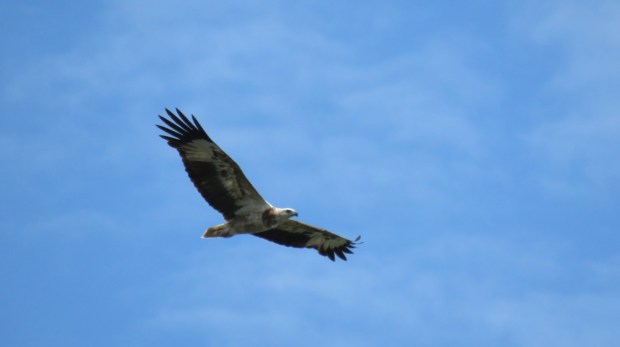 UNADJUSTEDNONRAW_thumb_a513