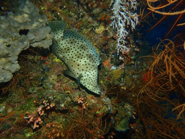 UNADJUSTEDNONRAW_thumb_aafb