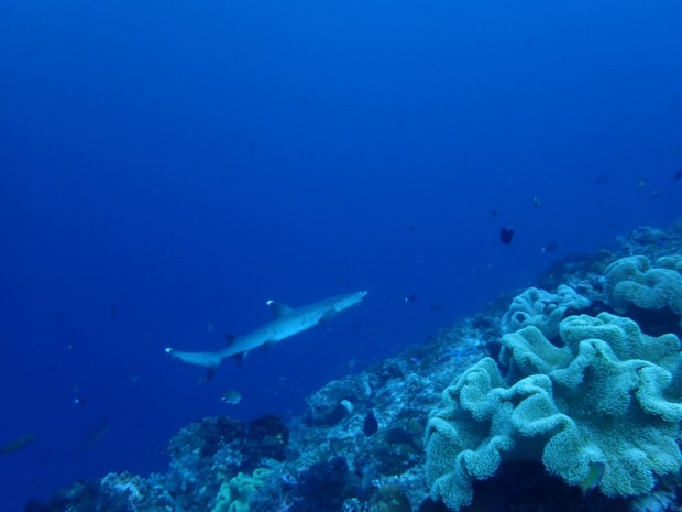 UNADJUSTEDNONRAW_thumb_ad6a