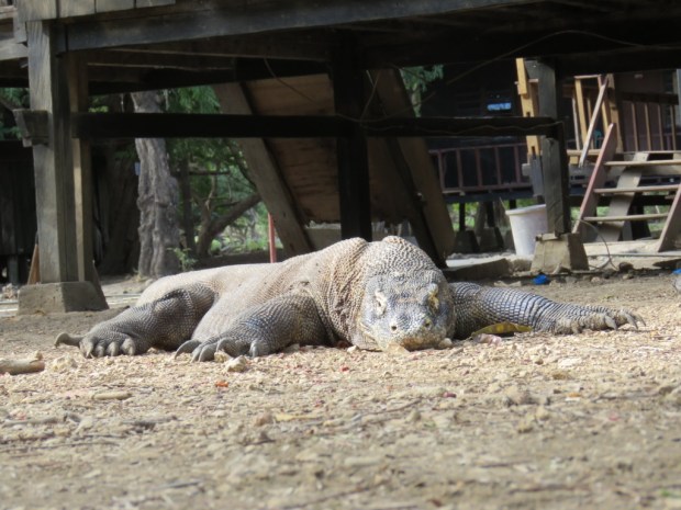 UNADJUSTEDNONRAW_thumb_b399