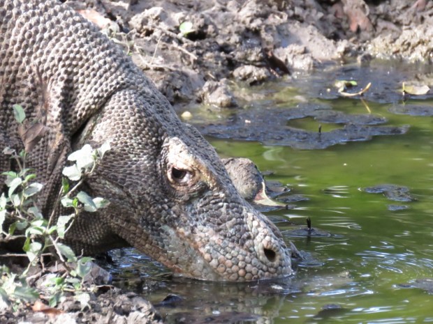 UNADJUSTEDNONRAW_thumb_b3b5