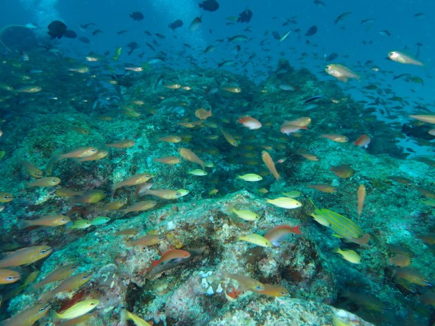 UNADJUSTEDNONRAW_thumb_c259