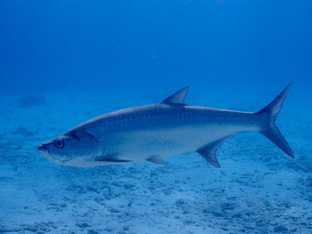 42332556381_36c4d22c1c_b