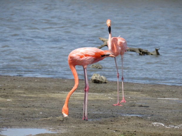 UNADJUSTEDNONRAW_thumb_d771