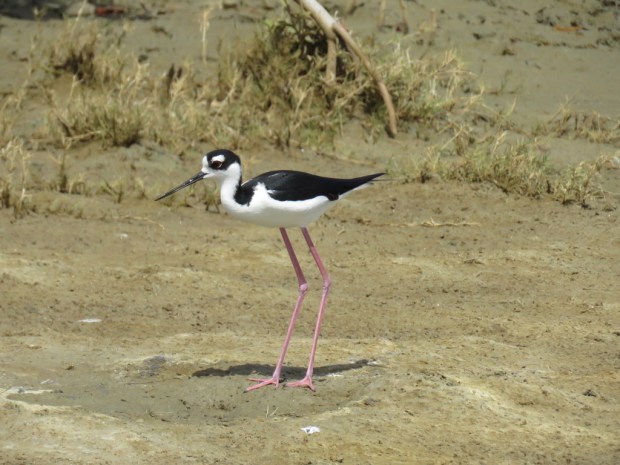 UNADJUSTEDNONRAW_thumb_d7a1