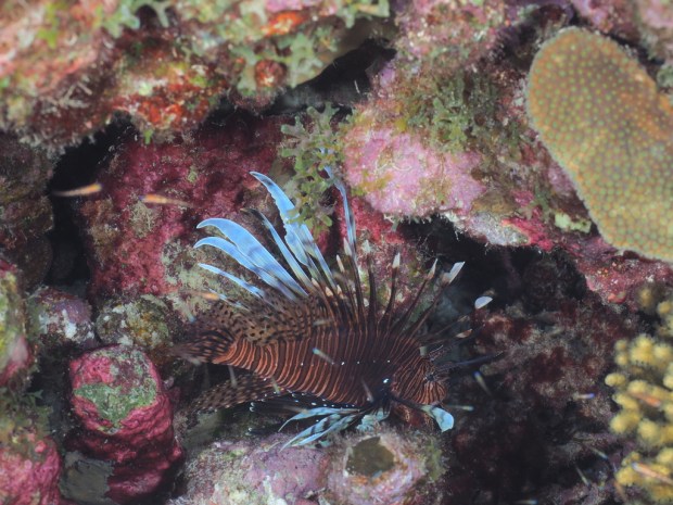 UNADJUSTEDNONRAW_thumb_d988