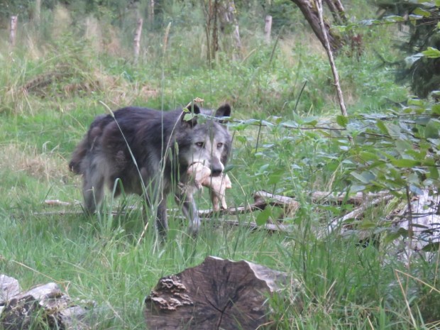 UNADJUSTEDNONRAW_thumb_7edd