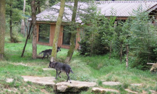 UNADJUSTEDNONRAW_thumb_7f36