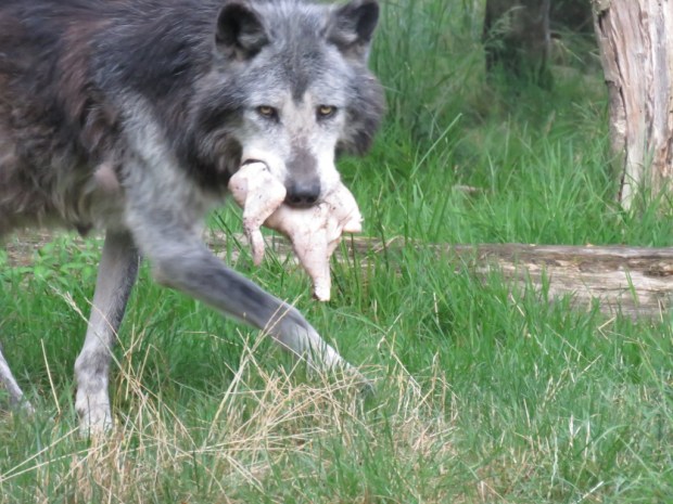 UNADJUSTEDNONRAW_thumb_7f69