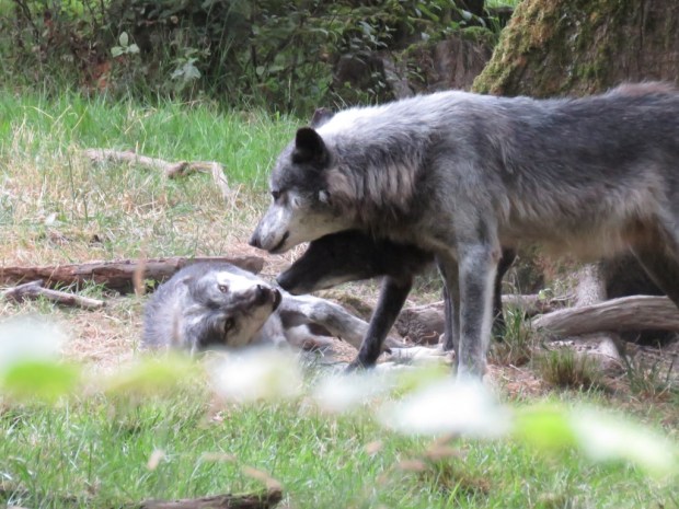 UNADJUSTEDNONRAW_thumb_7f84