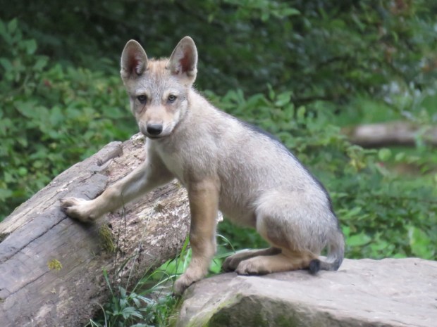 UNADJUSTEDNONRAW_thumb_804c