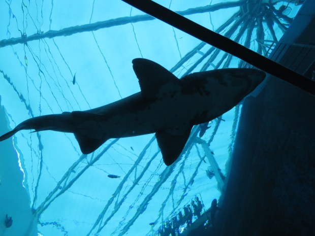 UNADJUSTEDNONRAW_thumb_e0e0