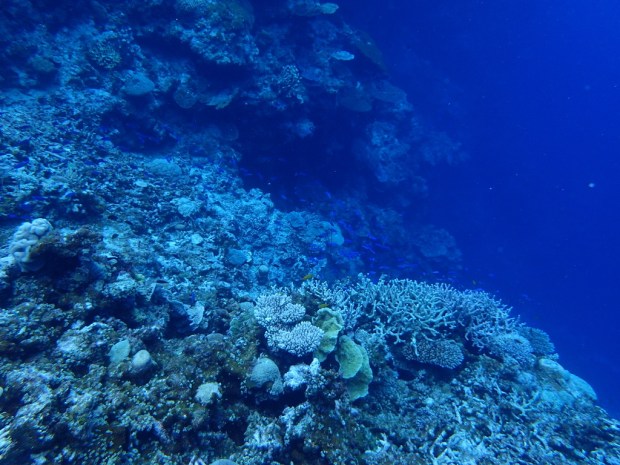 UNADJUSTEDNONRAW_thumb_e991