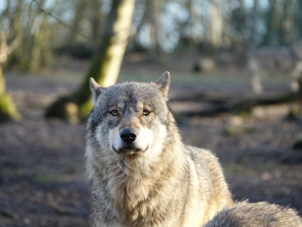 UNADJUSTEDNONRAW_thumb_ece5