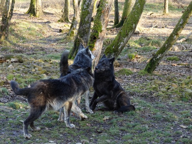 UNADJUSTEDNONRAW_thumb_ecff