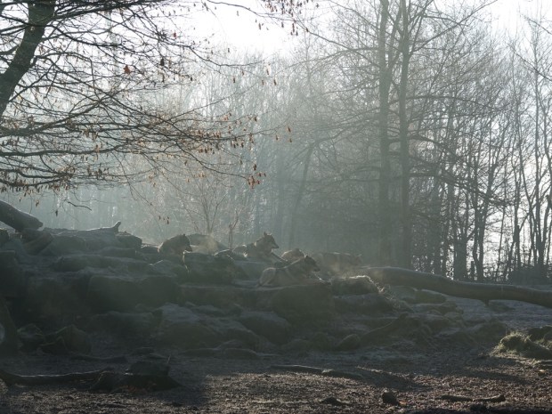 UNADJUSTEDNONRAW_thumb_ed62