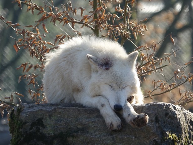 UNADJUSTEDNONRAW_thumb_ed7a