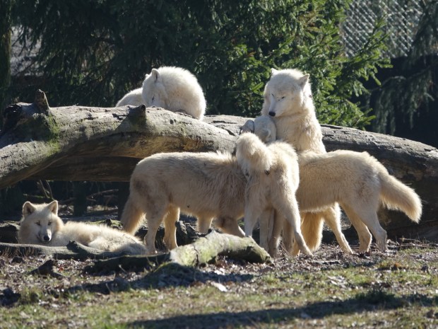 UNADJUSTEDNONRAW_thumb_ed87