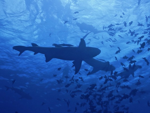 33610585888_36832c095f_c