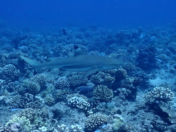 40521210423_97021e6c55_c