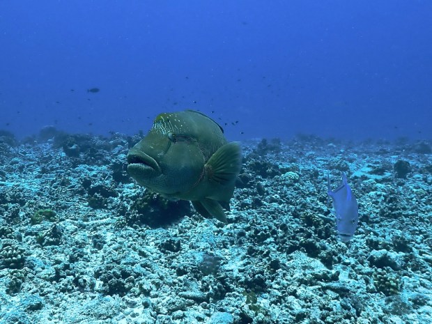 YfX9nvuQRYuf6dqa1JA_thumb_3514